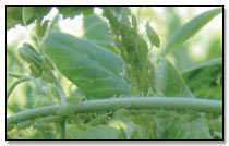 heavy pea aphid infestation